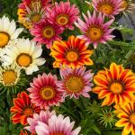 Fleurs - Gazania Splendens Varié - face recto